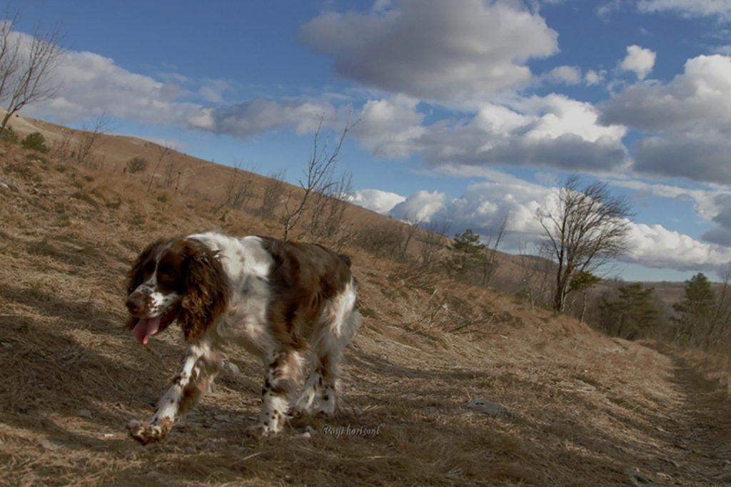 Pes med počitkom na poti na Golič