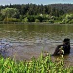 Pasji horizont, Gradiško jezero, pes v jezeru