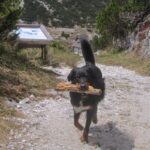 Planina pod Bogatinom na Komni z informativno tablo
