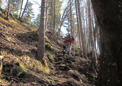 Pot na Lubnik, skozi gozd