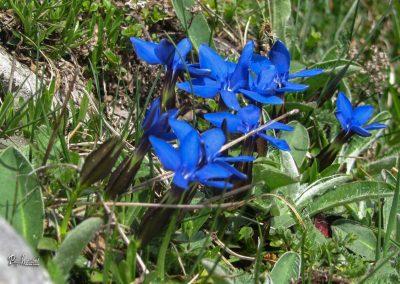 Menina planina, rož'ce
