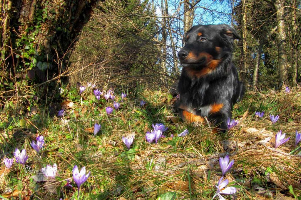 Pot na Sveti Ožbolt, v družbi vijoličnih žafranov, Pasji horizont