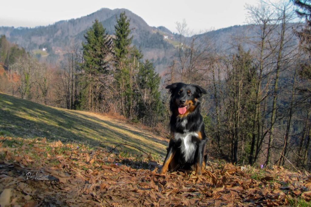 Sveti Ožbolt, skozi gozd