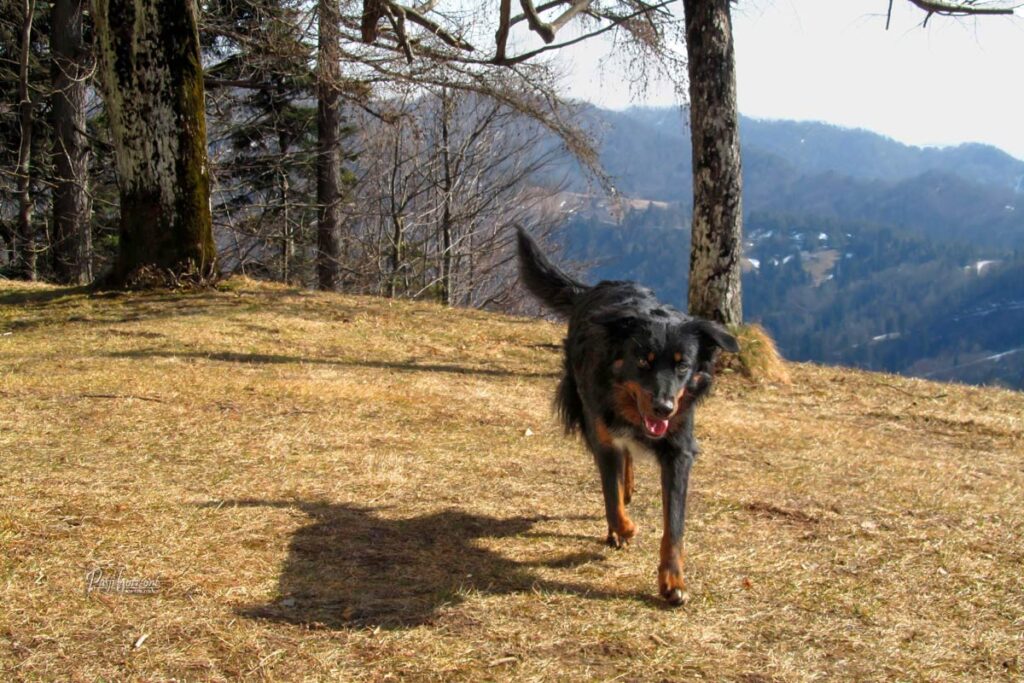 Sveti Ožbolt, Pasji horizont