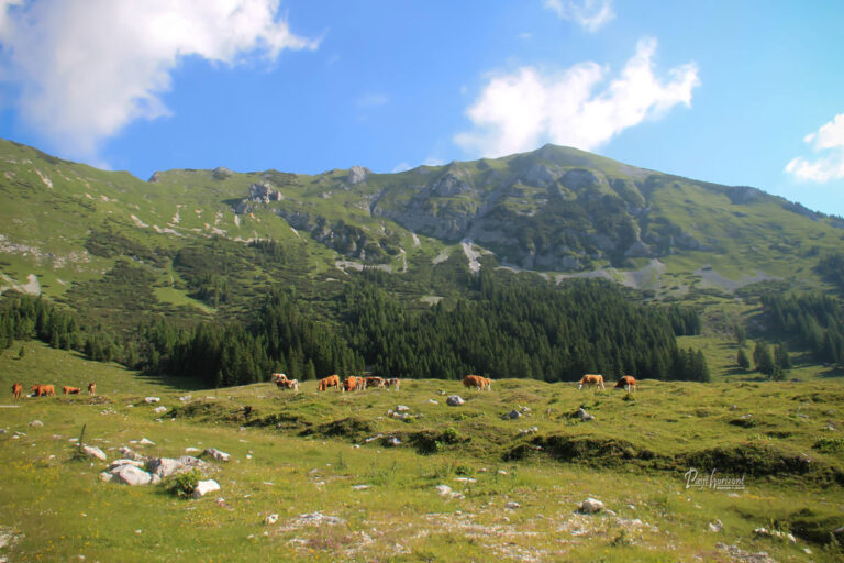 Razgled s planine Pungart s pašniki