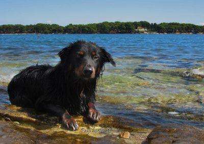 Pasji horizont, Premantura, moker pes