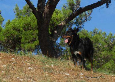 Premantura, kampiranje s psom