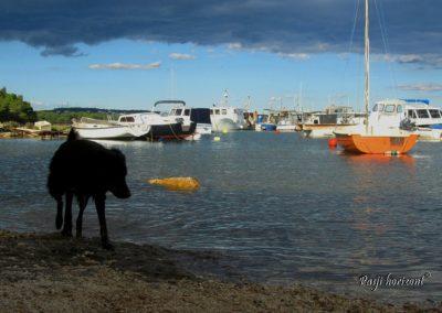 Premantura, barke v pristanišču