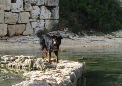 Premantura, pasji sprehod po obzidju