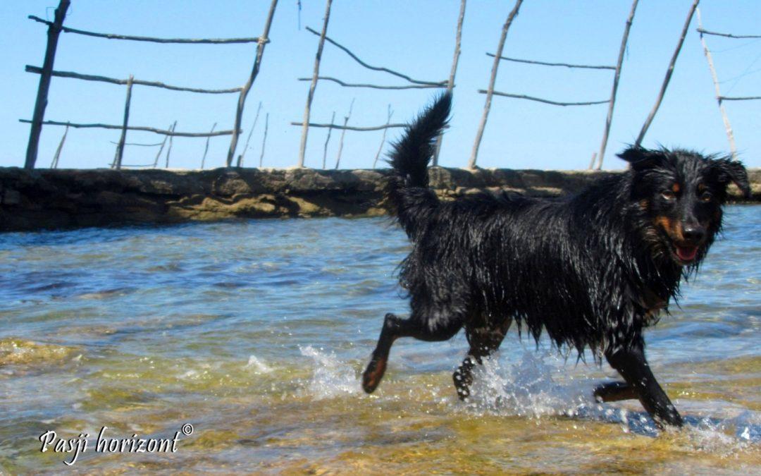 Savudrija, Bešanija, 2015