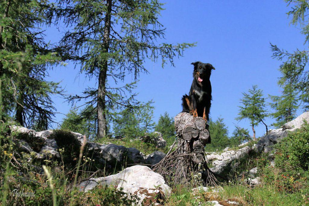 Pot na Štapce proti Dvojnemu jezeru, Triglavski park, Pasji horizont
