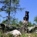 Pot na Štapce proti Dvojnemu jezeru, Triglavski park, Pasji horizont