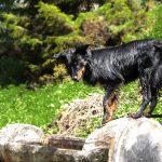 Pes pri koritu z vodo na poti na Trupejevo poldne