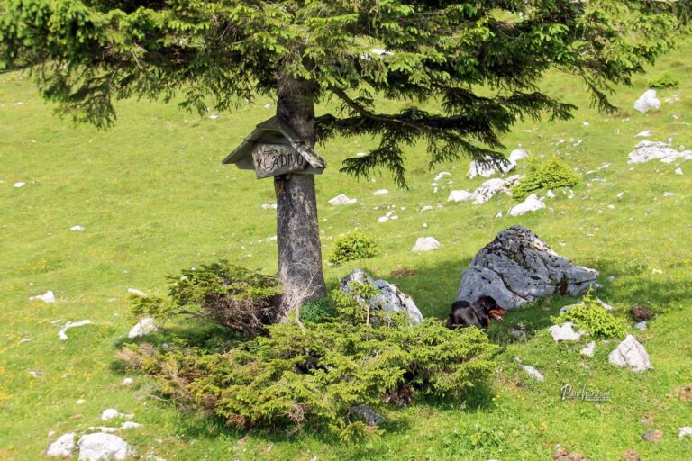 Planinska označba ob poti na Veliko Kladivo