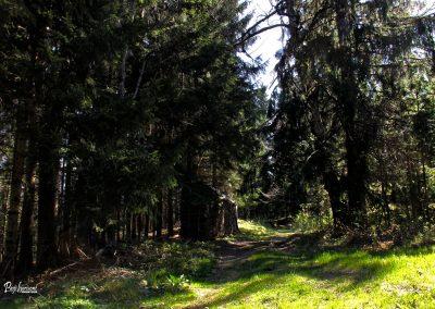 Vrh Svetih Treh Kraljev, smrekov gozd
