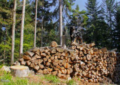 Vrh Svetih Treh Kraljev, smrekov gozd, gospodar drvarjev