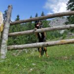 Pes ob pašni ograji na Planini Ilovica