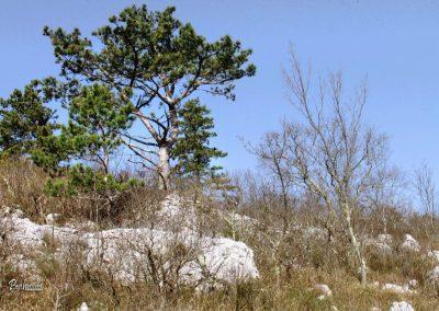 Kraski rob, pot iz Sočerge proti Spodmolom