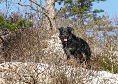 Kraski rob pot s psom na kamniti ograji