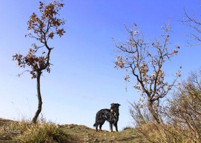 Kraski rob, Sočerga, silhoueta psa