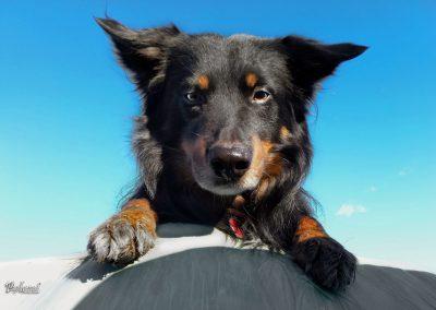 Pasji horoizont, Corona sprehodi