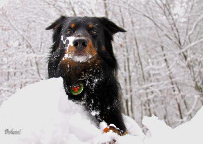 Pasji horoizont, Corona sprehodi
