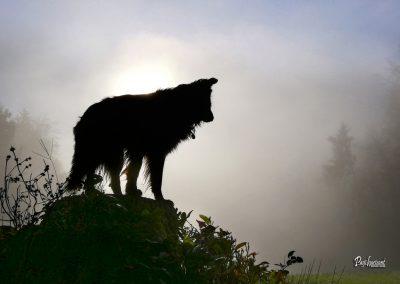 Pasji horoizont, Corona sprehodi