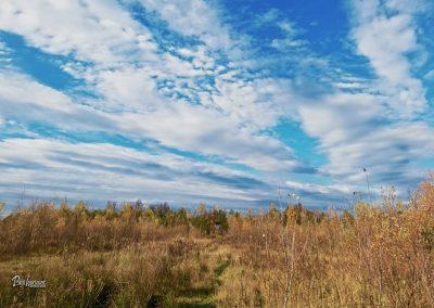 Pasji horoizont, Corona sprehodi