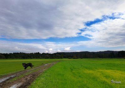 Pasji horoizont, Corona sprehodi