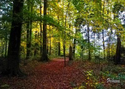 Pasji horoizont, Corona sprehodi