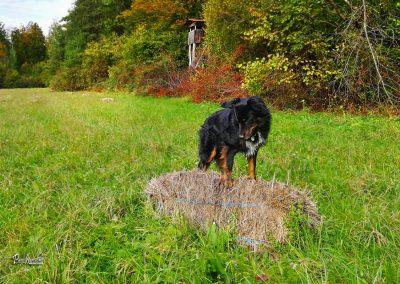 Pasji horoizont, Corona sprehodi