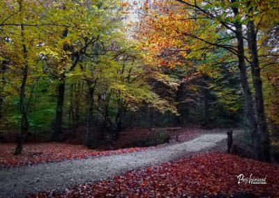 Pasji horoizont, Corona sprehodi