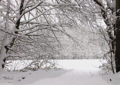 Pasji horoizont, Corona sprehodi