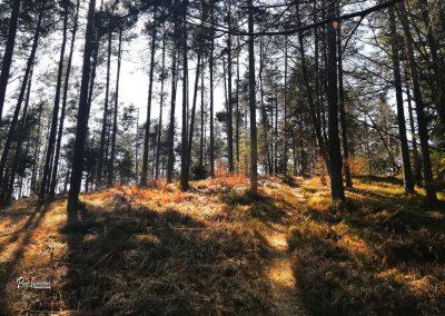 Debeli vrh (Koseško hrib), Topole