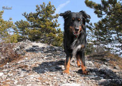 Mala Polhograjska Grmada, Pasji horizont