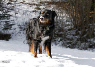 Pasji horizont, sneg