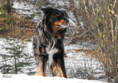 Pasji horizont, sneg