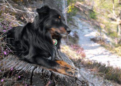 Pasji horizont, iz Polhograjske Grmade