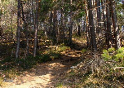 Sv. Uršula, pot skozi gozd proti Polhograjski Grmadi