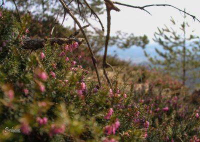 Polhograjska Grmada, resje ob poti
