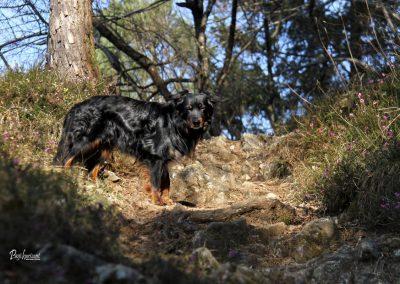 Polhov Gradec, pot na na Polhograjsko Grmado, Pasji horizont