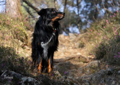 Pasji hrizont, pot na Polhograjsko grmado