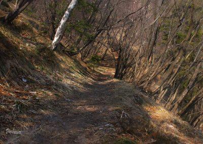 Polhograjska Grmada, prečenje, gozd