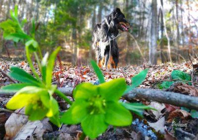 Pasji horizont, teloh