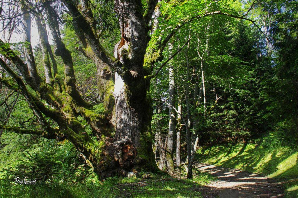 Gozdna pot iz Srednjega Vrha na Trupejevo poldne