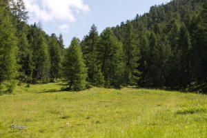 Macesnov gozd na poti na Trupejevo poldne