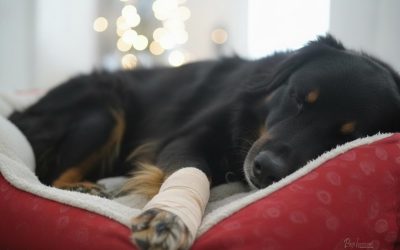 Poškodovan pasji krempelj