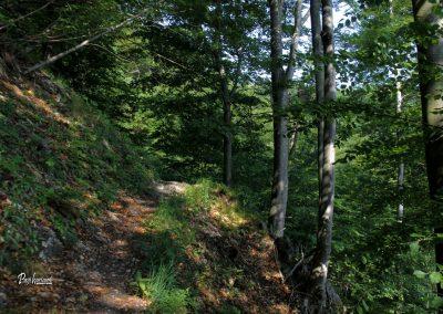 Skozi gozd od doma na Govejku proti Osovniku