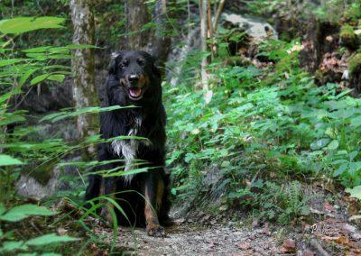 Ob poti, dom na Govejku, Pasji horizont