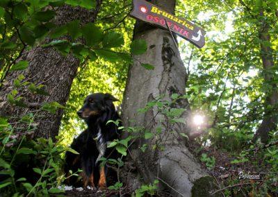 Tabla brunarica Osovnik, Pasji horizont